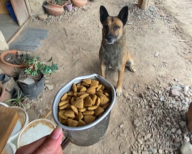 Pet sitting